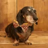 Outlet Palava Dog Bow Tie - Ruffled Feathers