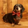 Best Sale Palava Dog Bow Tie - Rust Sausage Dog