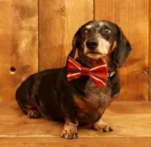 Best Sale Palava Dog Bow Tie - Rust Sausage Dog